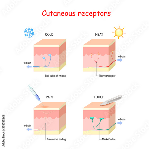 Cutaneous receptors. layers of the human skin with sensory receptors. photo