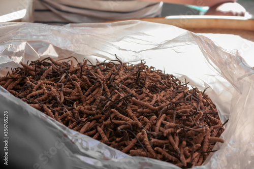 Caterpillar Fungus Ophiocordyceps sinensis Tibet Cordyceps in a plastic bag