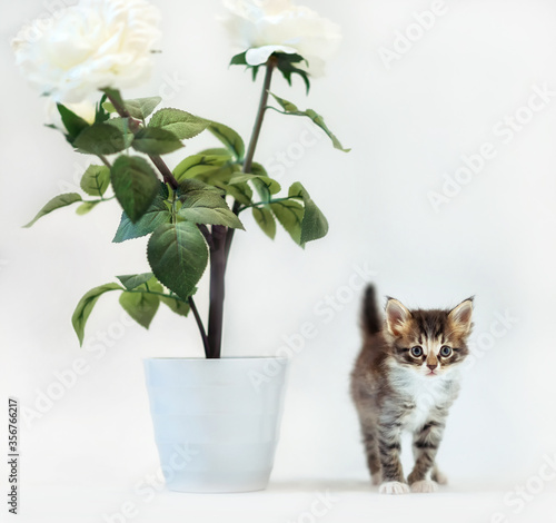 Playful kitten and flower