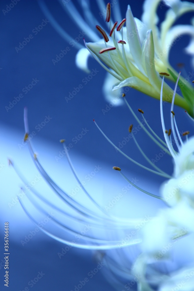 Obraz premium 白い彼岸花