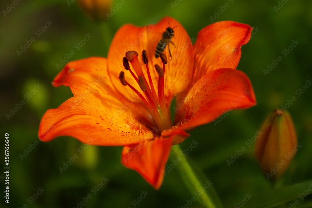 Orange lily flower