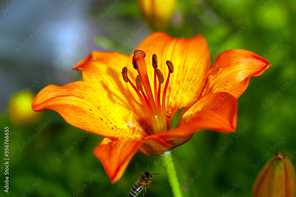 orange lily in the garden orange lily in the garden