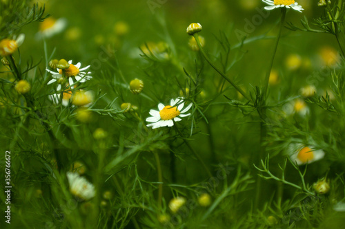 close up of a chamomile flower