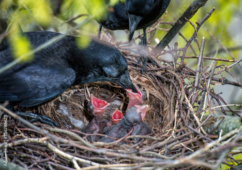 Feeding newly hatched crows in. the nest 