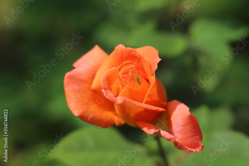 rose orange en bouton