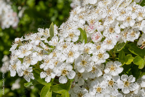 Φωτογραφία Close up of mayflower (crataegus laevigata) blossom