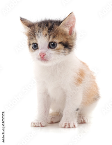 Fototapeta Naklejka Na Ścianę i Meble -  One little kitten.
