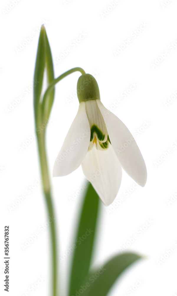 Fototapeta premium Germinating leaves snowdrops.