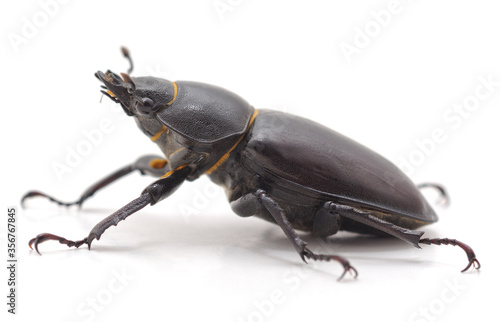 Black stag beetle. © voren1