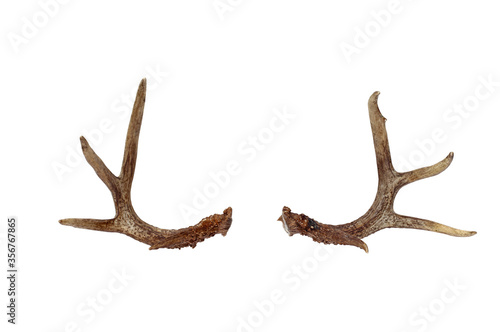 Real deer antlers isolated of a white background with clipping path included.