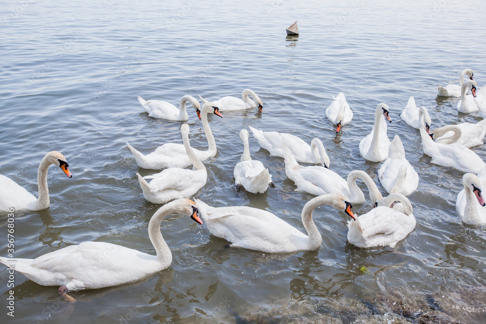 Flocks of white swans on Danube river Flocks of white swans on Danube river