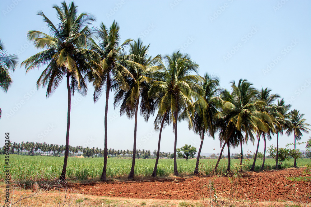 countryside landscape at karnataka india