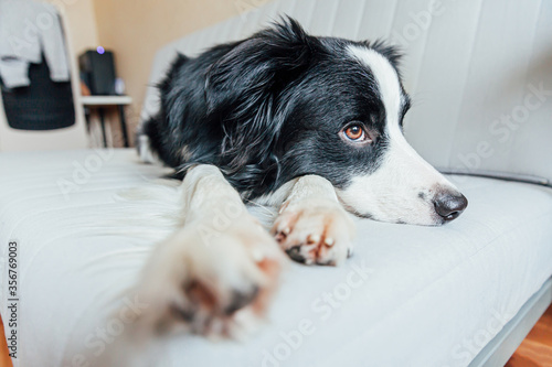 Funny portrait of cute smiling puppy dog border collie on couch indoors. New lovely member of family little dog at home gazing and waiting. Pet care and animals concept © Юлия Завалишина