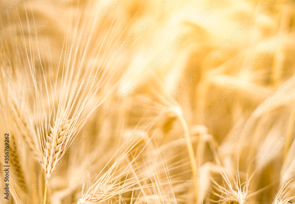Barley on farmland with sundlight as background Barley on farmland with sundlight as background