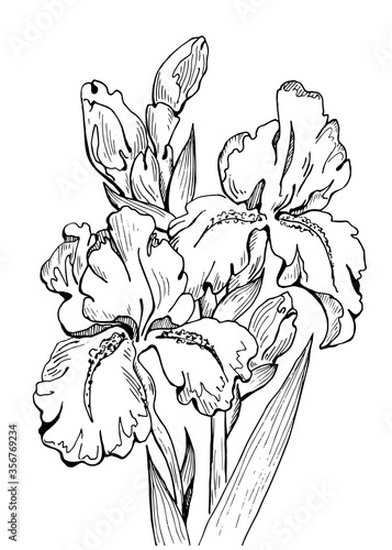 Flower iris Graphic sketch Plant Hand drawn. Line isolated illustration