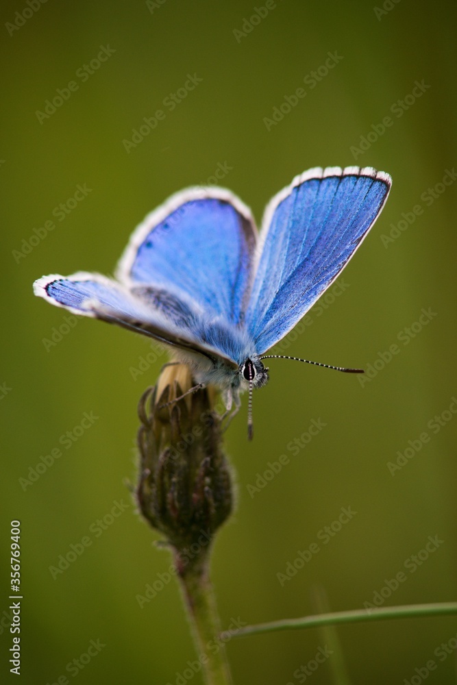 Fototapeta premium The Common Blue (Plebejus idas) is a species of diurnal butterfly in the blue family