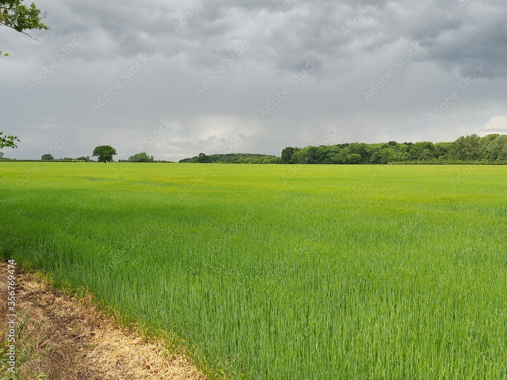 Fototapeta premium Bright green wheat field with a grey sky in Peterborough, Cambridgeshire, UK