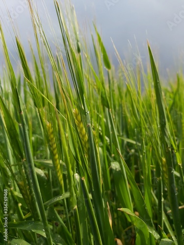 Wheat ears growing in the rain in a field in Peterborough, Cambridgeshire, UK