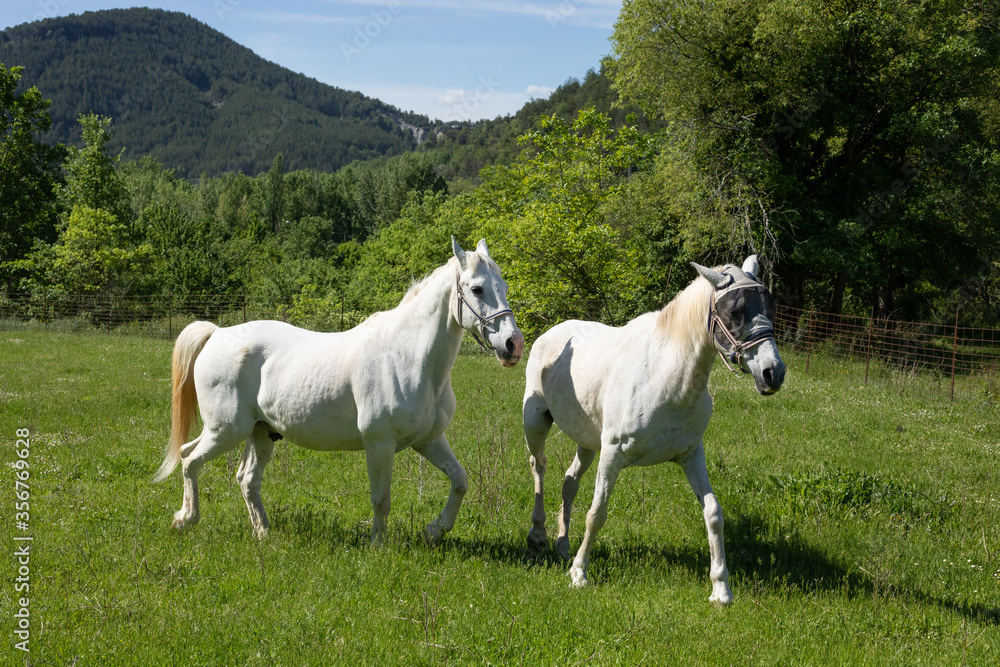 Two horses walking in a field. Two horses walking in a field.
