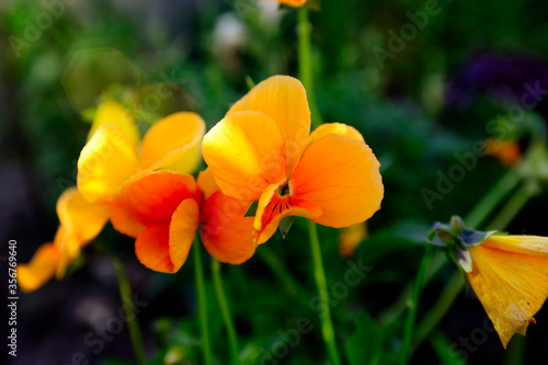 Bright orange pansies. Macro photo of beautiful orange flowers.