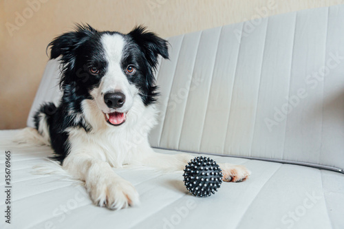 Funny portrait of cute smiling puppy dog border collie playing with toy ball on couch indoors. New lovely member of family little dog at home gazing and waiting. Pet care and animals concept © Юлия Завалишина