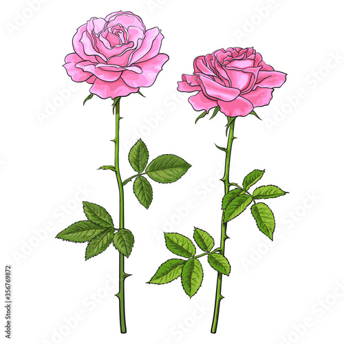 Two pink roses with leaves and stems. Realistic hand drawn vector illustration isolated on white background.