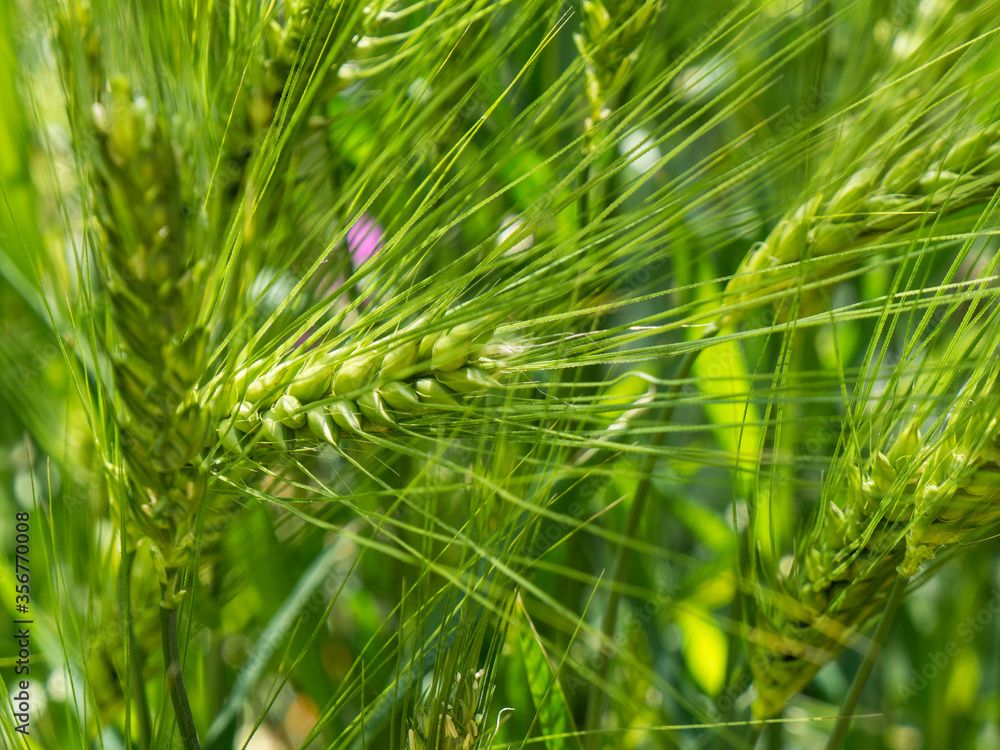 spike of green wheat isolated on nature background spike of green wheat isolated on nature background