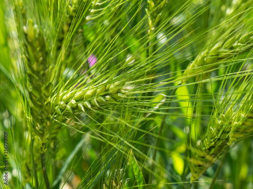spike of green wheat isolated on nature background