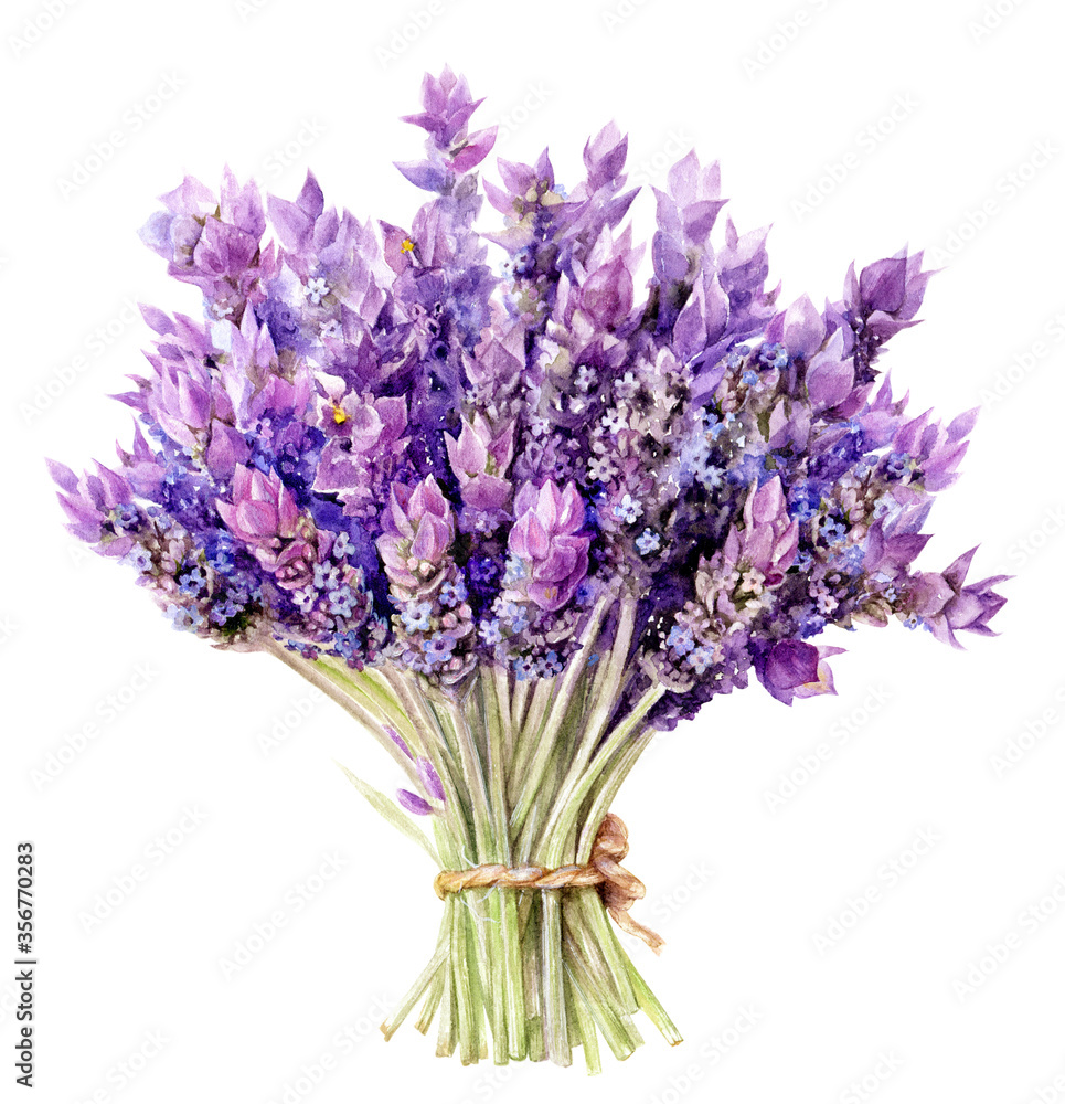 Fototapeta Bouquet of lavender flowers hand drawn watercolor illustration isolated on white background