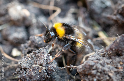 Bumblebee Macro Close Up