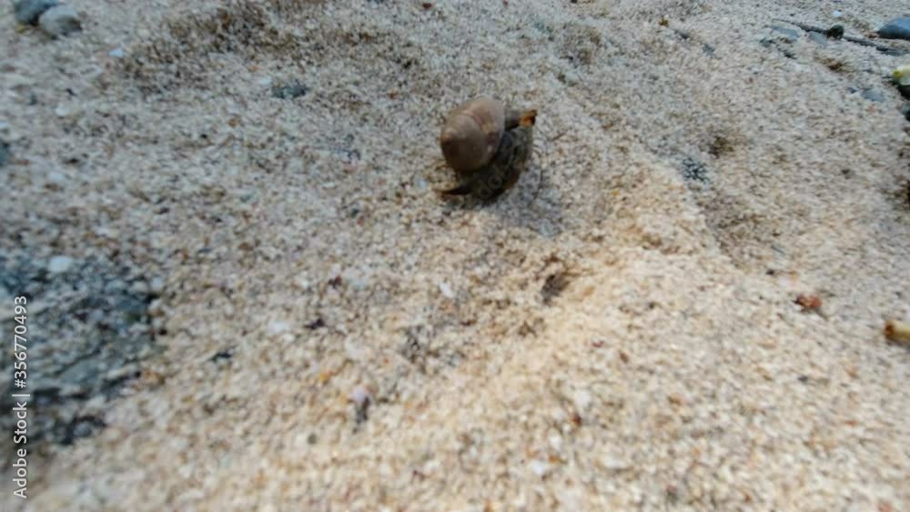 Small crabbs crawling at the sand at teh beach Small crabbs crawling at the sand at teh beach