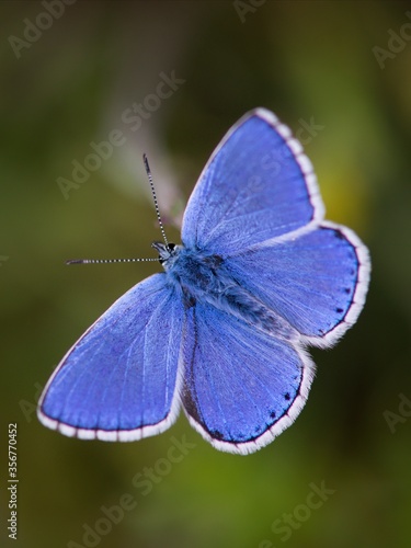 The Common Blue (Plebejus idas) is a species of diurnal butterfly in the blue family