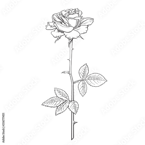 Rose flower fully open with leaves and long stem. Realistic hand drawn vector illustration in sketch style