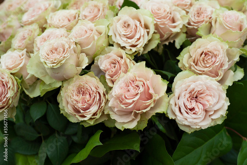 Large bouquet of pale gray-pink with green edges double roses..Keukenhof - 2019  The Netherlands...