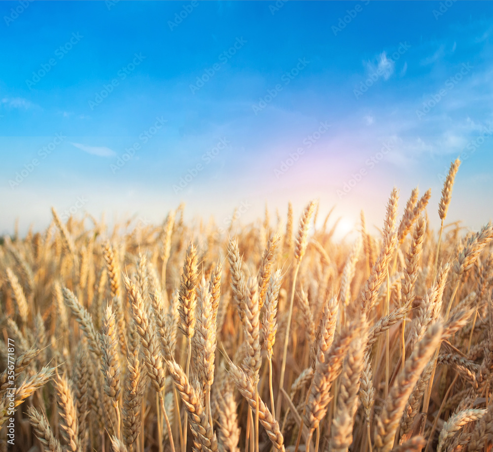 Golden wheat field in summer with clear blue sky. Wallpaper for background.