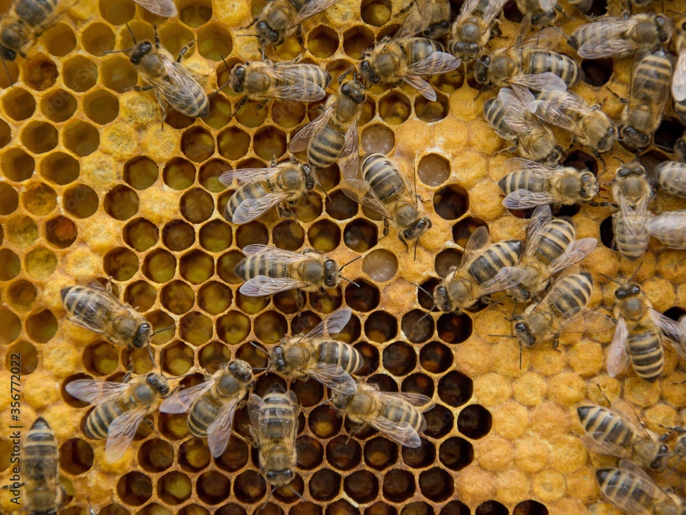 Bees on a honeycomb with larvae and honey Bees on a honeycomb with larvae and honey
