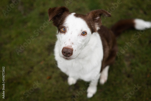 Cute pet border collie dog soft outdoor portrait with focus on eyes