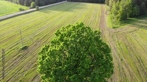 Aerial shot, flight near green oak tree in the country side field on the background, zoom out, belarus, summer sunny day