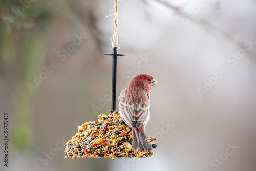 Wallpaper Mural Closeup of a male house finch perched on a bell shaped birdseed feeder Torontodigital.ca