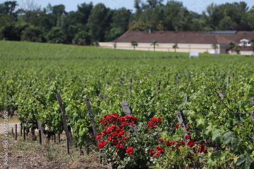 paysage dans les vignoble du bordelais graves pessac léognan
