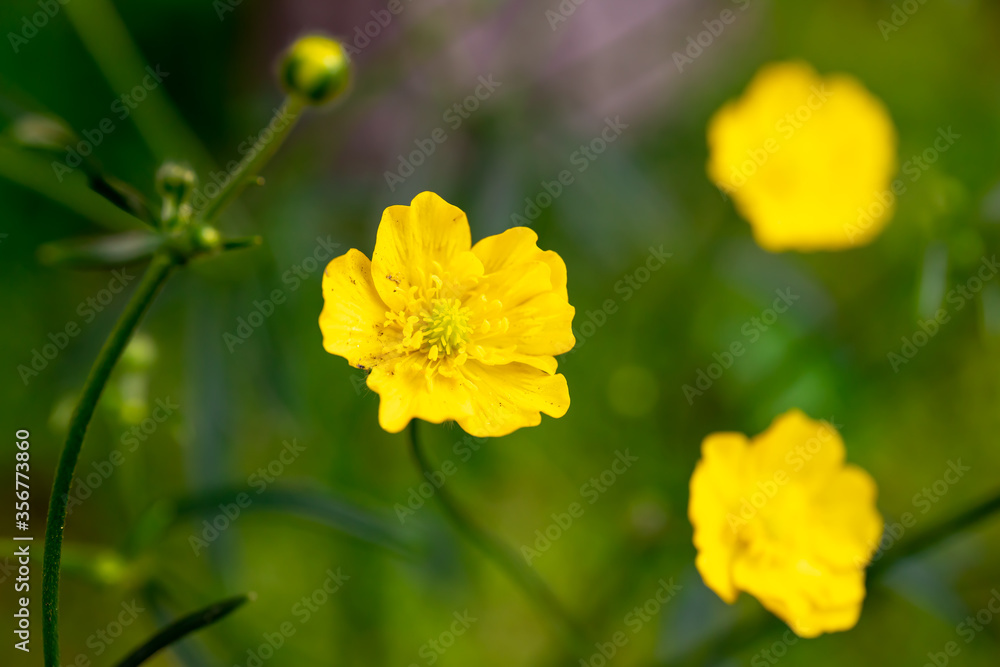 on the endless green field grow fragrant yellow flowers on the endless green field grow fragrant yellow flowers