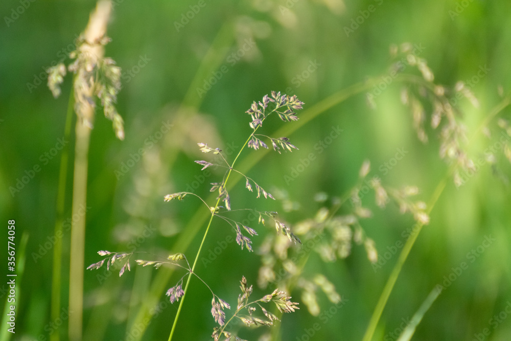 Macro green summer grass fluffy tops on bokeh very blurred vibrant background. Eco natural fresh weed on shining lawn background Macro green summer grass fluffy tops on bokeh very blurred vibrant background. Eco natural fresh weed on shining lawn background