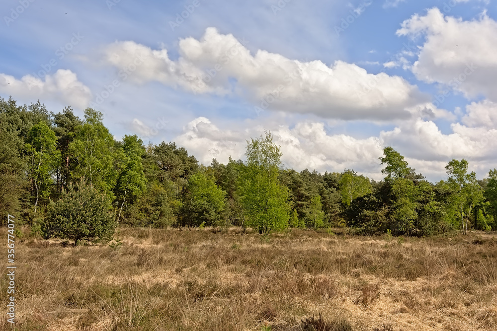 Kamthout heath nature reserve, with haether field  and trees