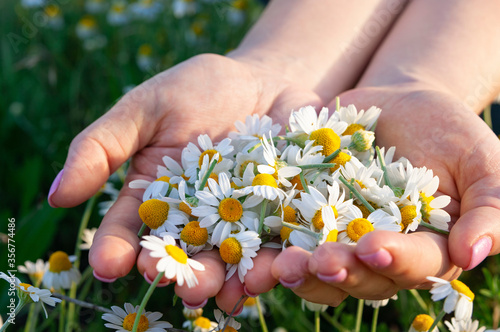 Φωτογραφία Woman's palms with fresh pharmacy chamomile flowers on sunny summer day, closeup