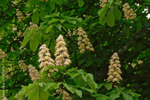 white flower racemes and fresh green spring leaves of a horse chestnut tree - - Aesculus hippocastanum