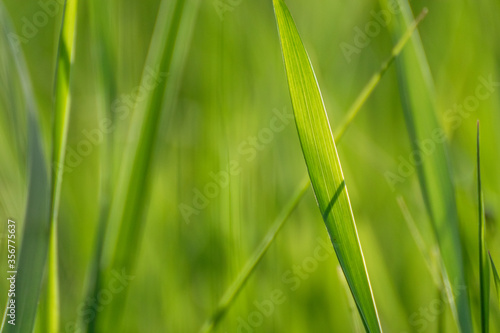 Fototapeta Naklejka Na Ścianę i Meble -  Macro green summer grass blades details on bokeh very blurred vibrant background. Eco natural fresh weed on shining lawn background for web, print etc