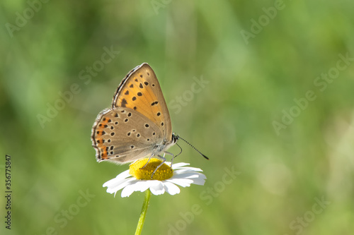 Lycaenidae / Büyük Mor Bakır / / Lycaena alciphron © Yasin