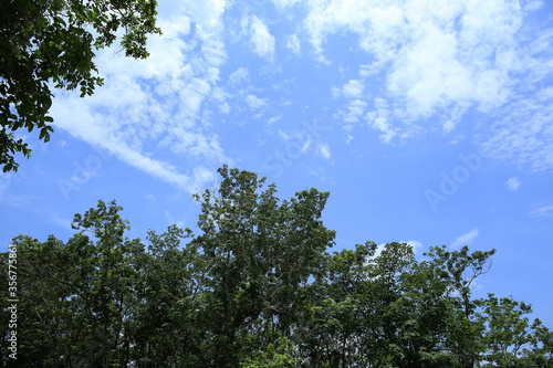 Beautiful sky with trees palm trees and white clouds