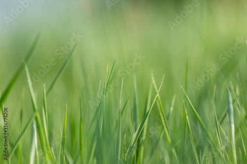 Macro green summer grass blades details on bokeh very blurred vibrant background. Eco natural fresh weed on shining lawn background for web, print etc