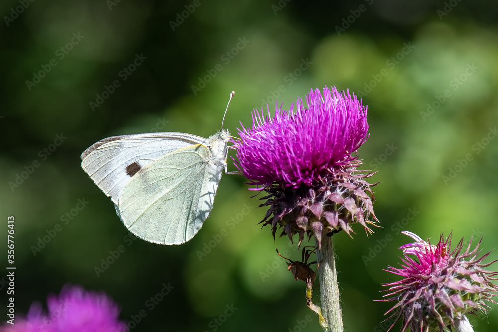 Pieridae / Büyük Beyazmelek / / Pieris brassicae Pieridae / Büyük Beyazmelek / / Pieris brassicae
